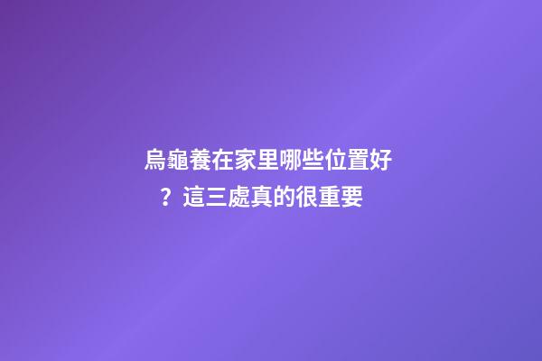 烏龜養在家里哪些位置好？這三處真的很重要